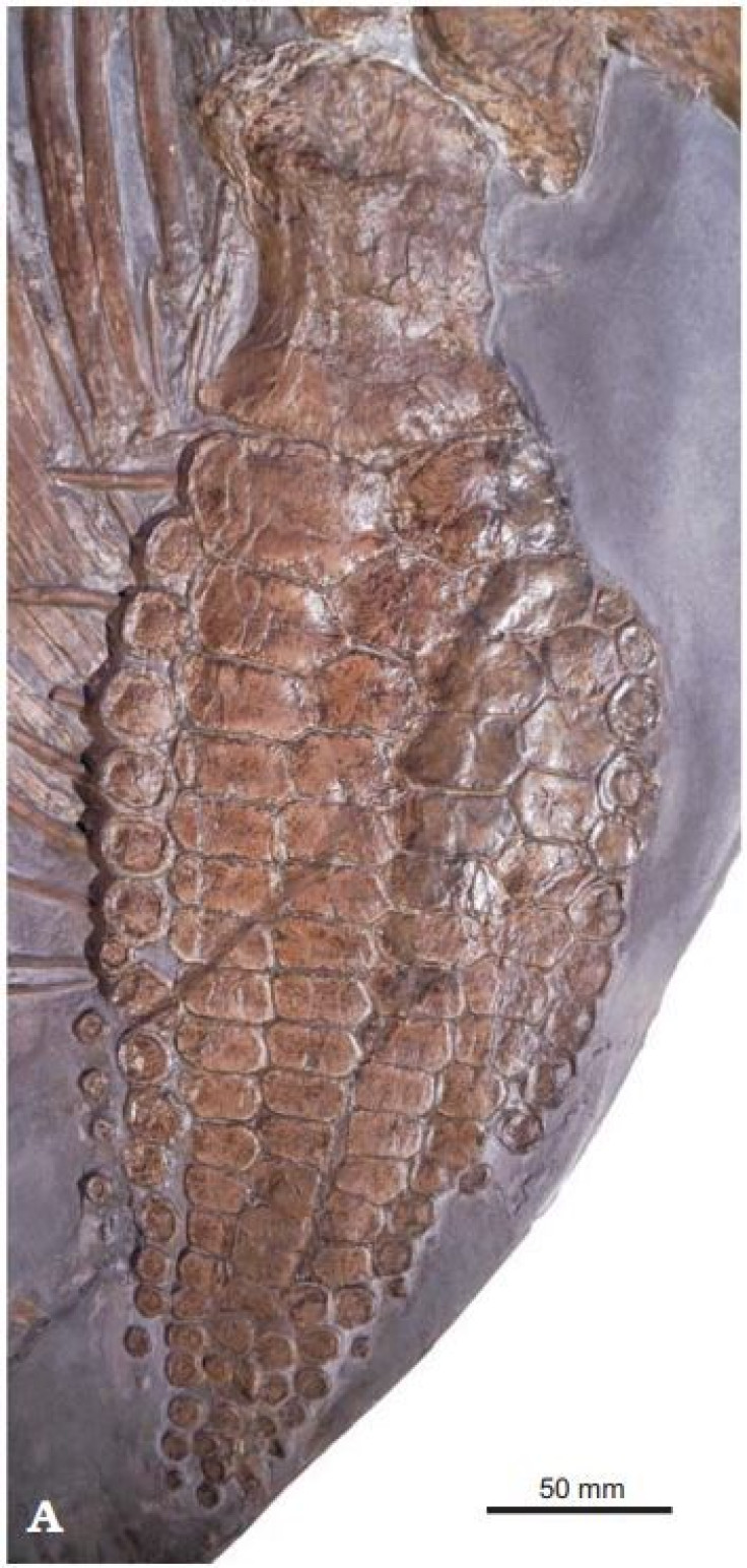 ichthyosaurus-scales