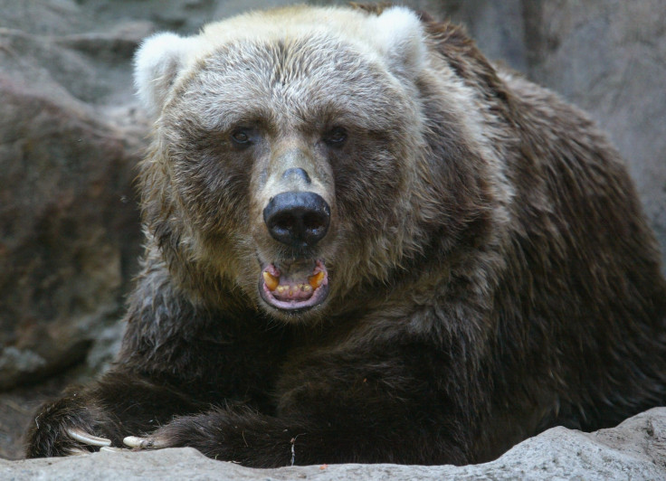 Kodiak bear