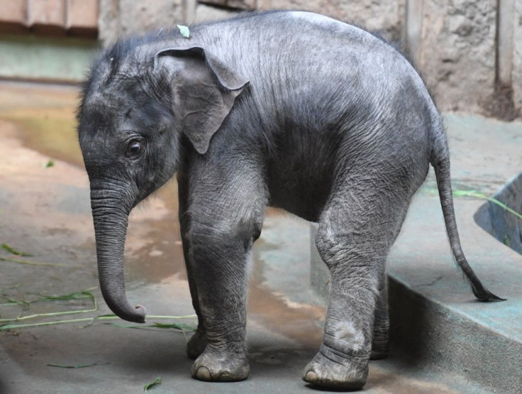 Baby Elephant