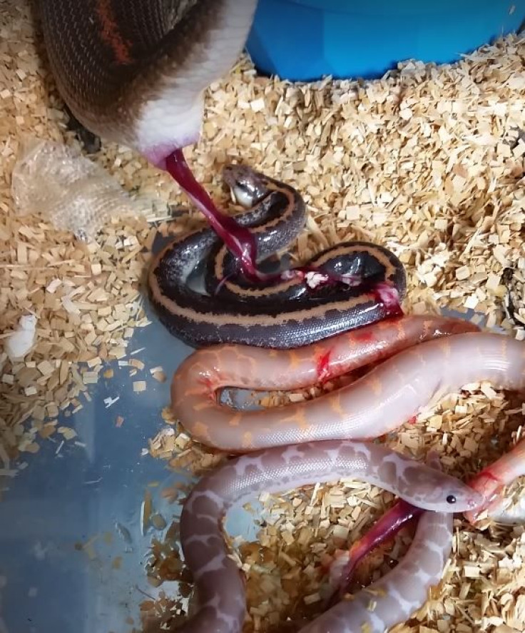 snake-birth