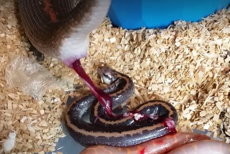 snake-birth