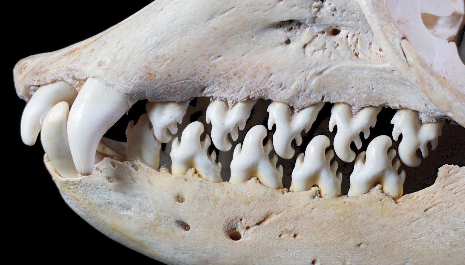 Prehistoric Whales Had Knife-Like Teeth To Tear Apart Prey | IBTimes