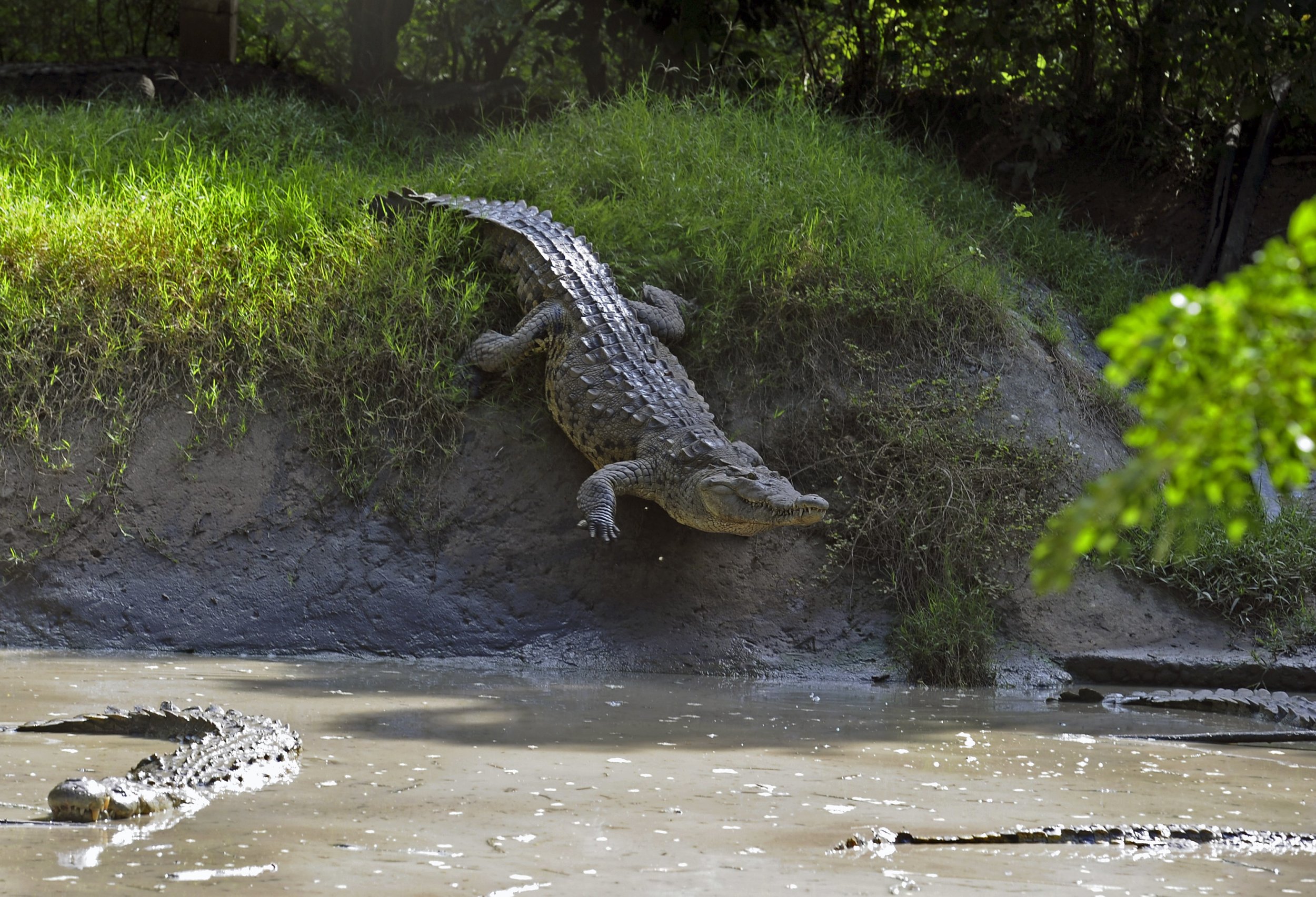 Крокодил на набережной