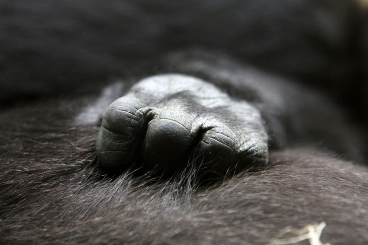 gorilla-622056_1920