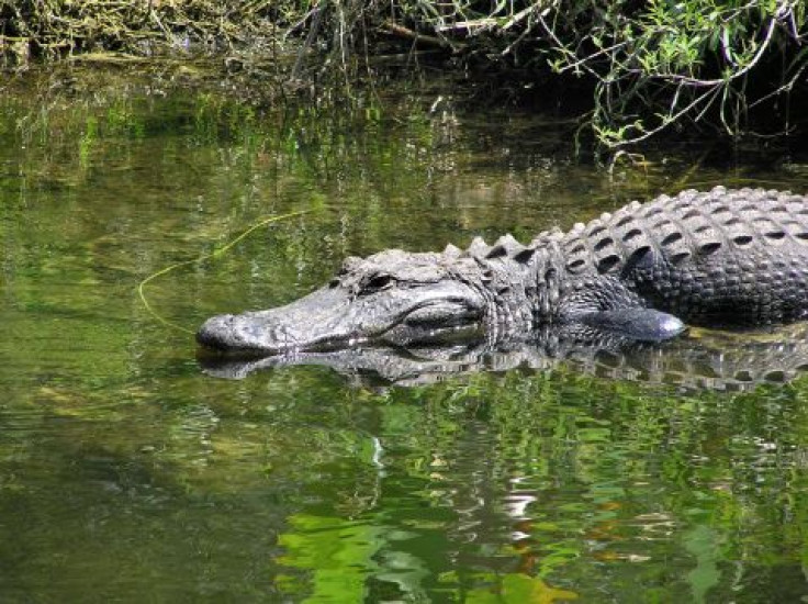 alligator