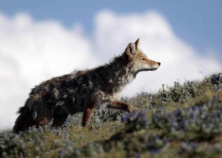 A coyote, also known as the American jackal  