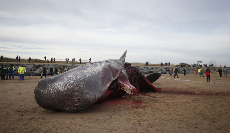 sperm-whale-stranded