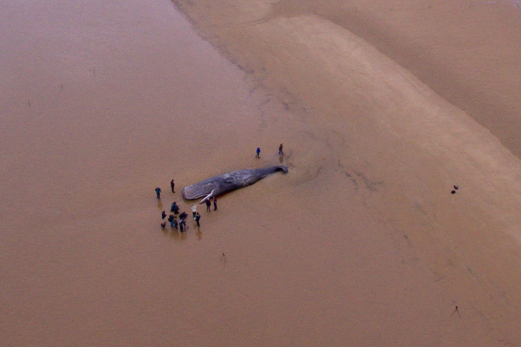 whale-stranded-hunstanton