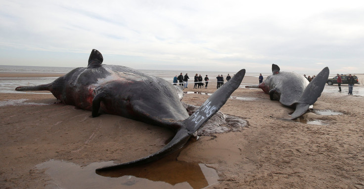 stranded-whales-skegness