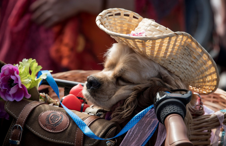 dog sleeping