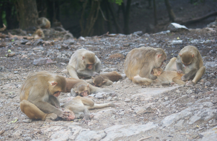 macaques-social