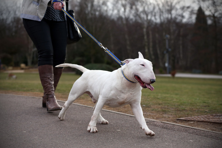 Bull Terrier 