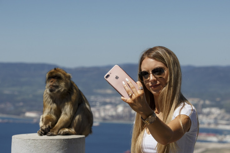 Monkey selfie