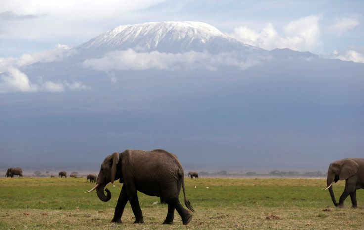 Elephant Kenya