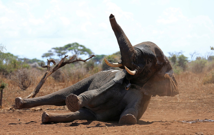 Elephant Monitoring