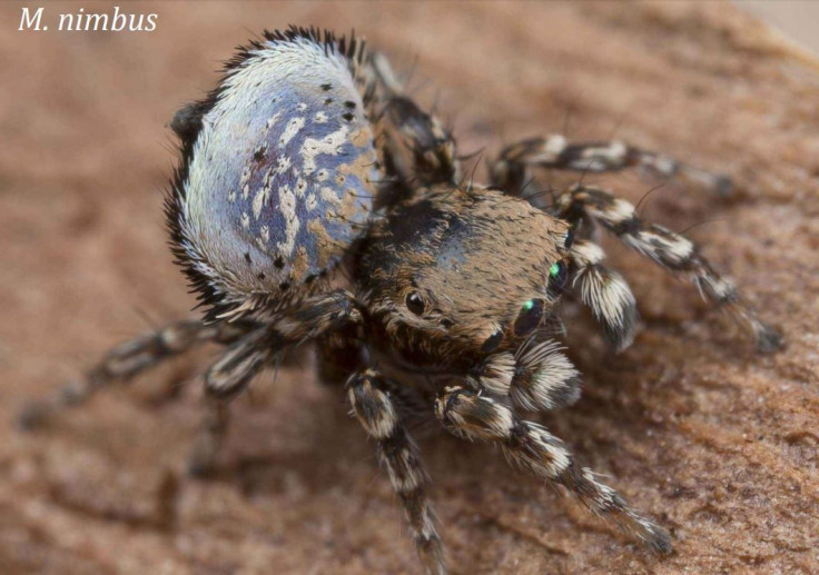 nimbus-spider-fan