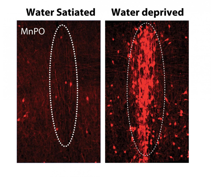 Thirst Neuron