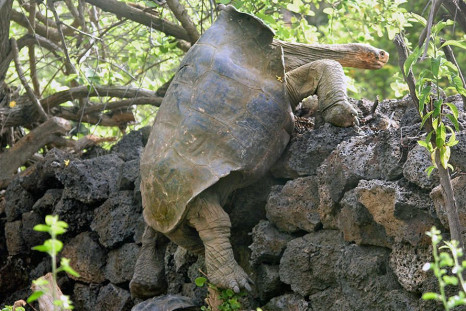 saddleback-tortoise
