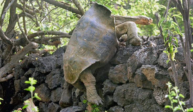 saddleback-tortoise