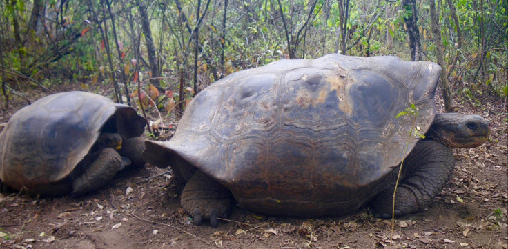 Galápagos-tortoise-juvenile-and-adult