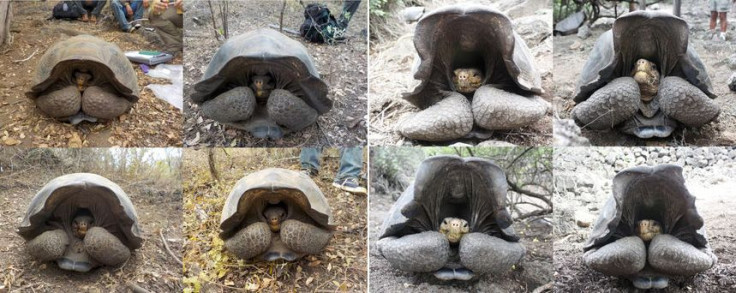 tortoises-shells