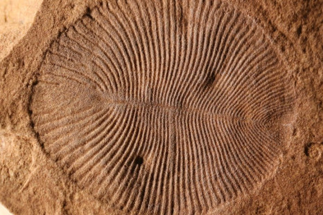 Dickinsonia-fossil