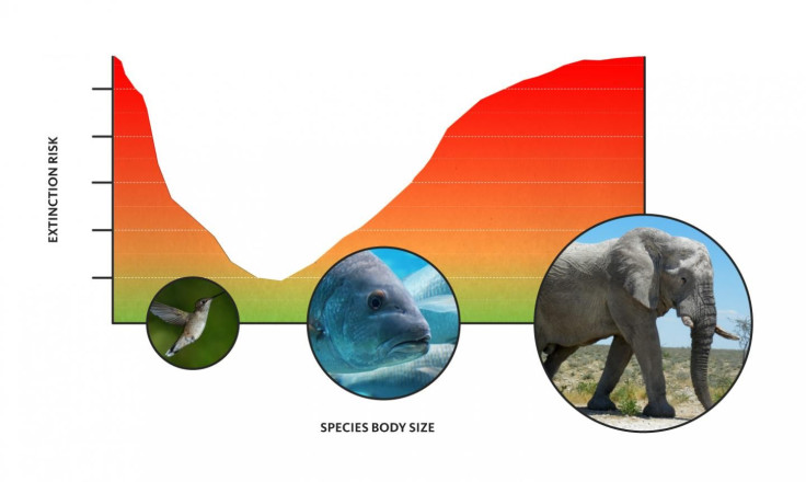 Extinction Risk