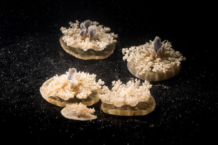 LGoentoro_Jellyfish-Research-4193