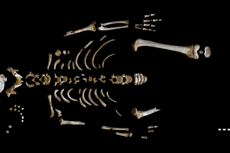 neandertal-skeleton2
