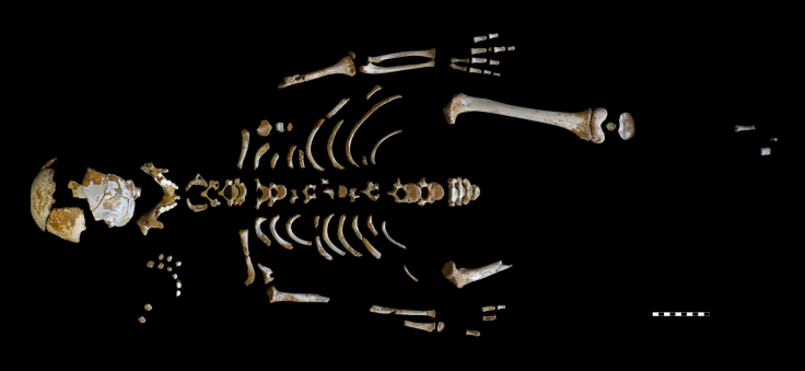 neandertal-skeleton2