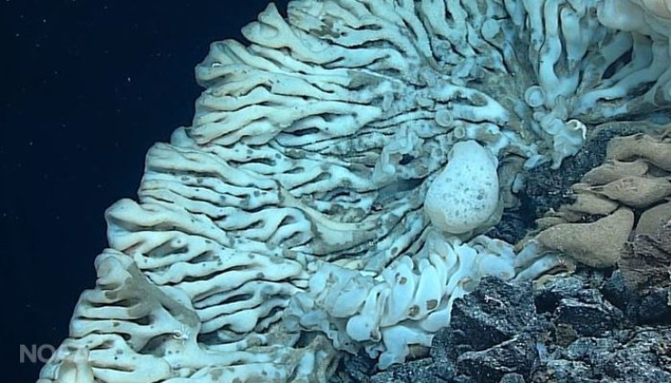 giant sea sponge