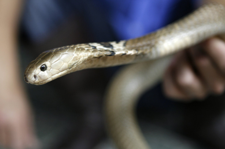 Copperhead snake