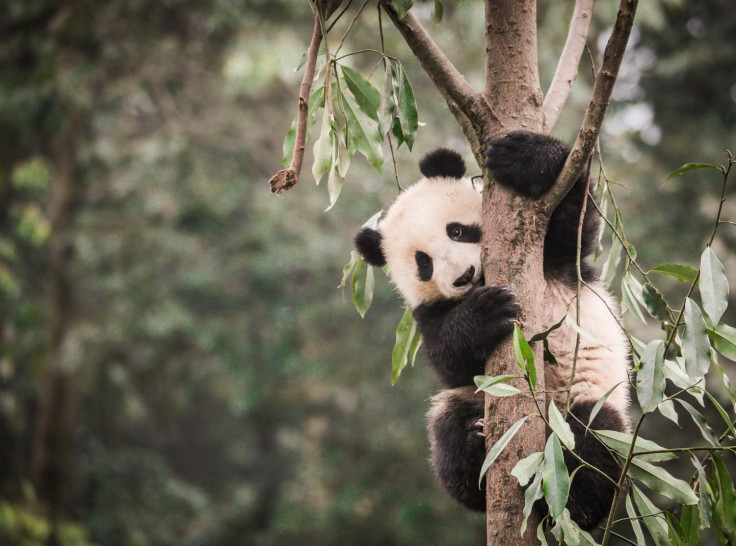 pandahabitat