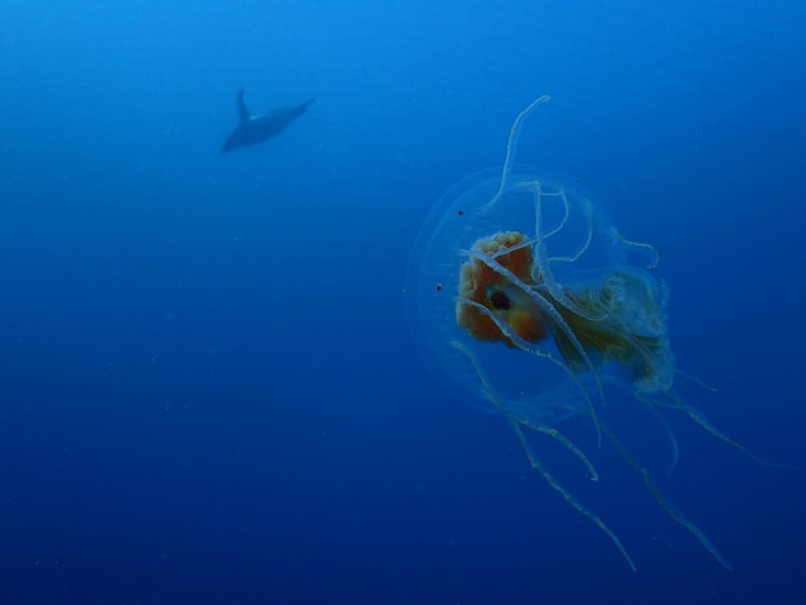 Penguin and Jellyfish