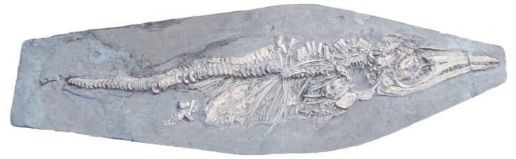 1920-newborn-ichthyosaur