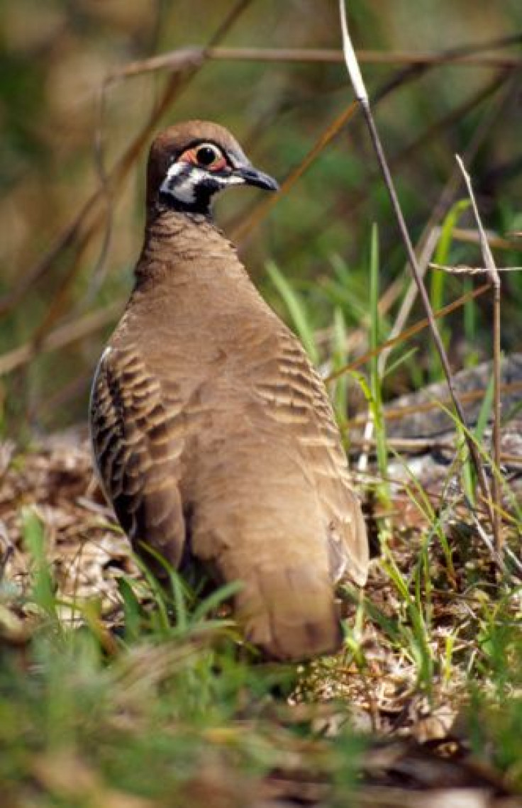 squatter pigeon 