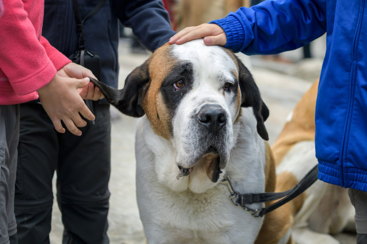 Saint Bernard