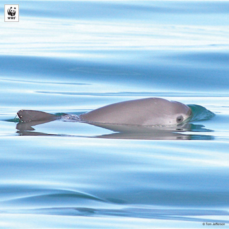 wwf-vaquita