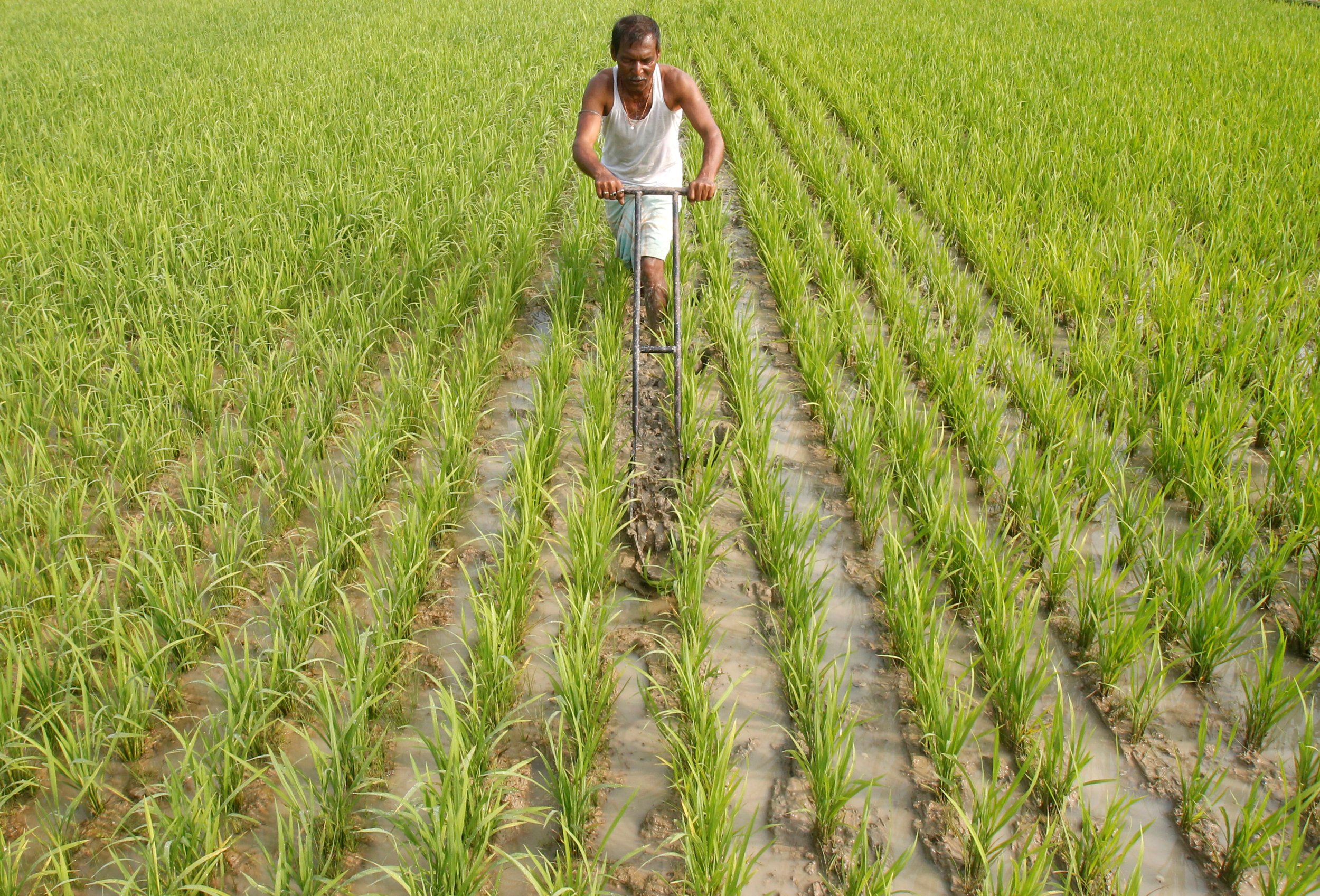 Crop на русском. Бахрейн сельское хозяйство. Indian Farmer. Agriculture in India. Farmer in the field.