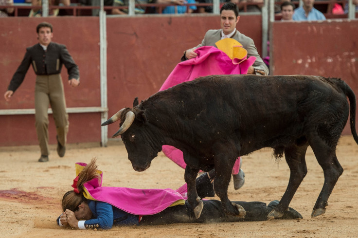Bull Fighting 