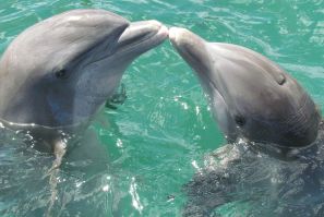 dolphin-1974975_1920