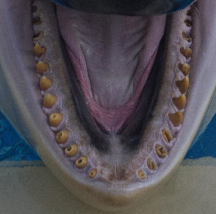 orca teeth
