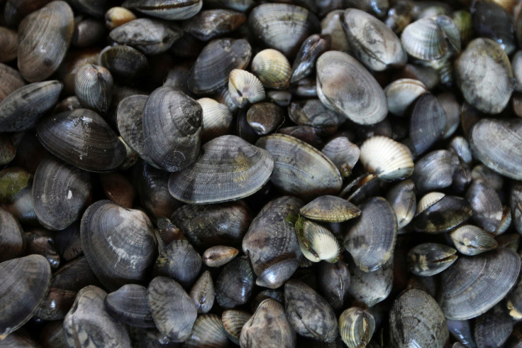 Clams