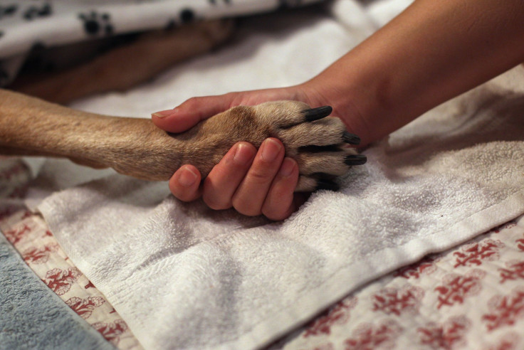 Californian Wildfire Survivors Reunite With Their Lost Dog