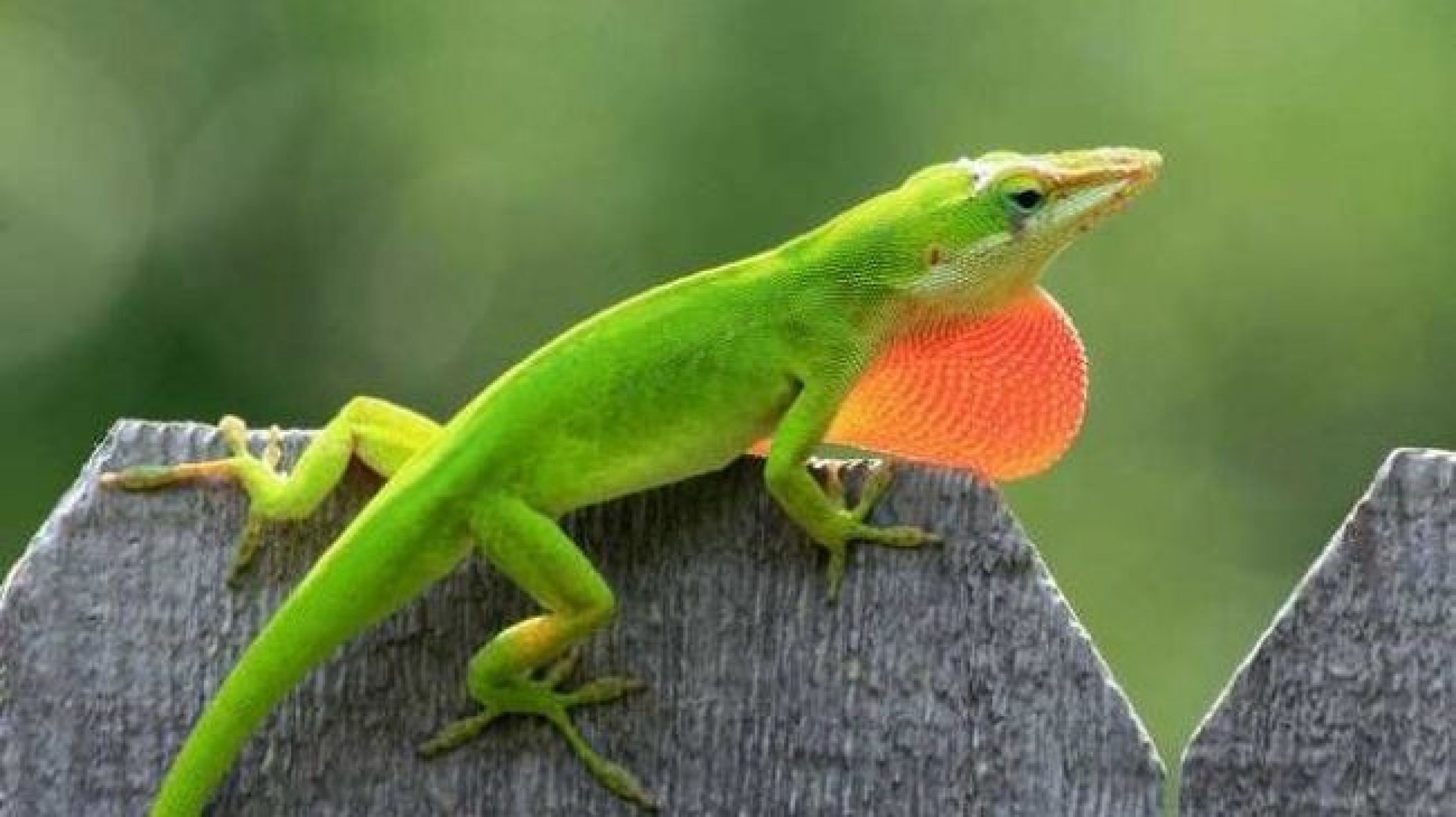 Evolution Secrets Revealed Lizard Genes Sequenced for the First Time