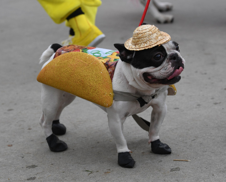 Dog Halloween Costume