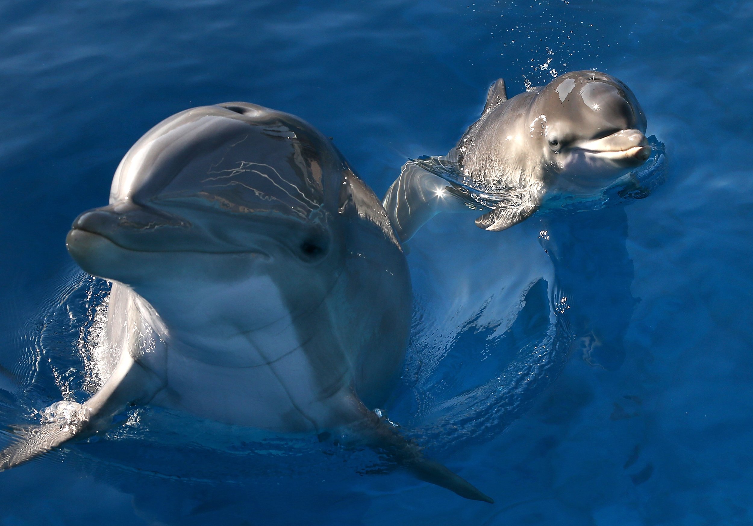 Dolphin Stampede in Southern California