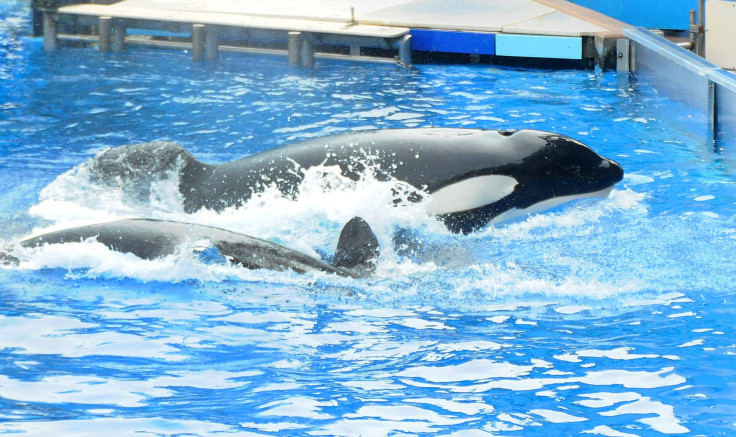 SeaWorld killer whale