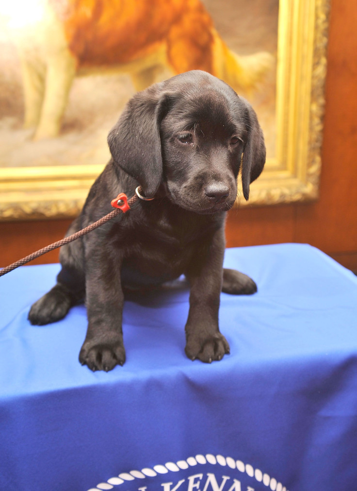 labrador puppy