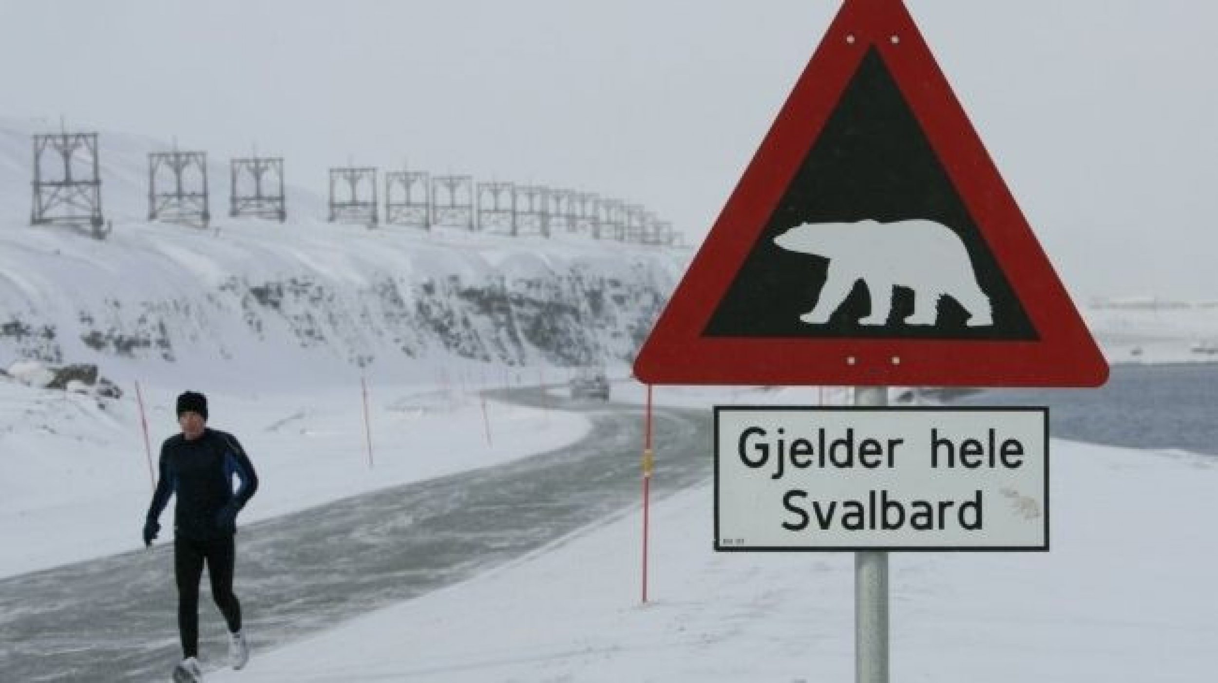 Polar Bear Kills 1 and Seriously Injures 4 Others